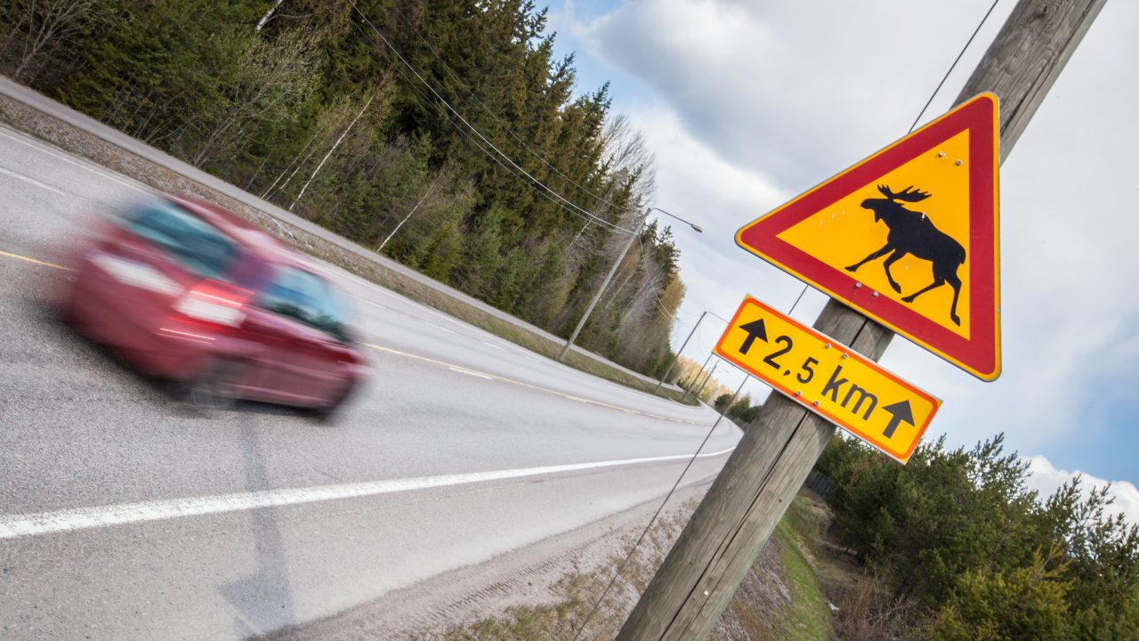 Hirvivaaran merkki on syytä ottaa vakavasti ja ajaa erityisen tarkkaavaisesti.