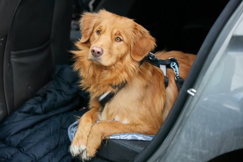 Lemmikkieläin kulkee autossa turvallisimmin autoon kiinnitetyssä kopassa tai valjaissa