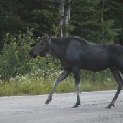 Hirvi tiellä.