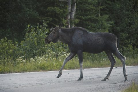 Hirvi tiellä.