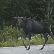 Hirvi kävelee autotiellä.