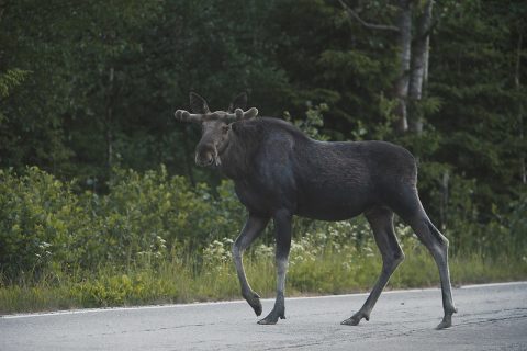 Hirvi kävelee autotiellä.