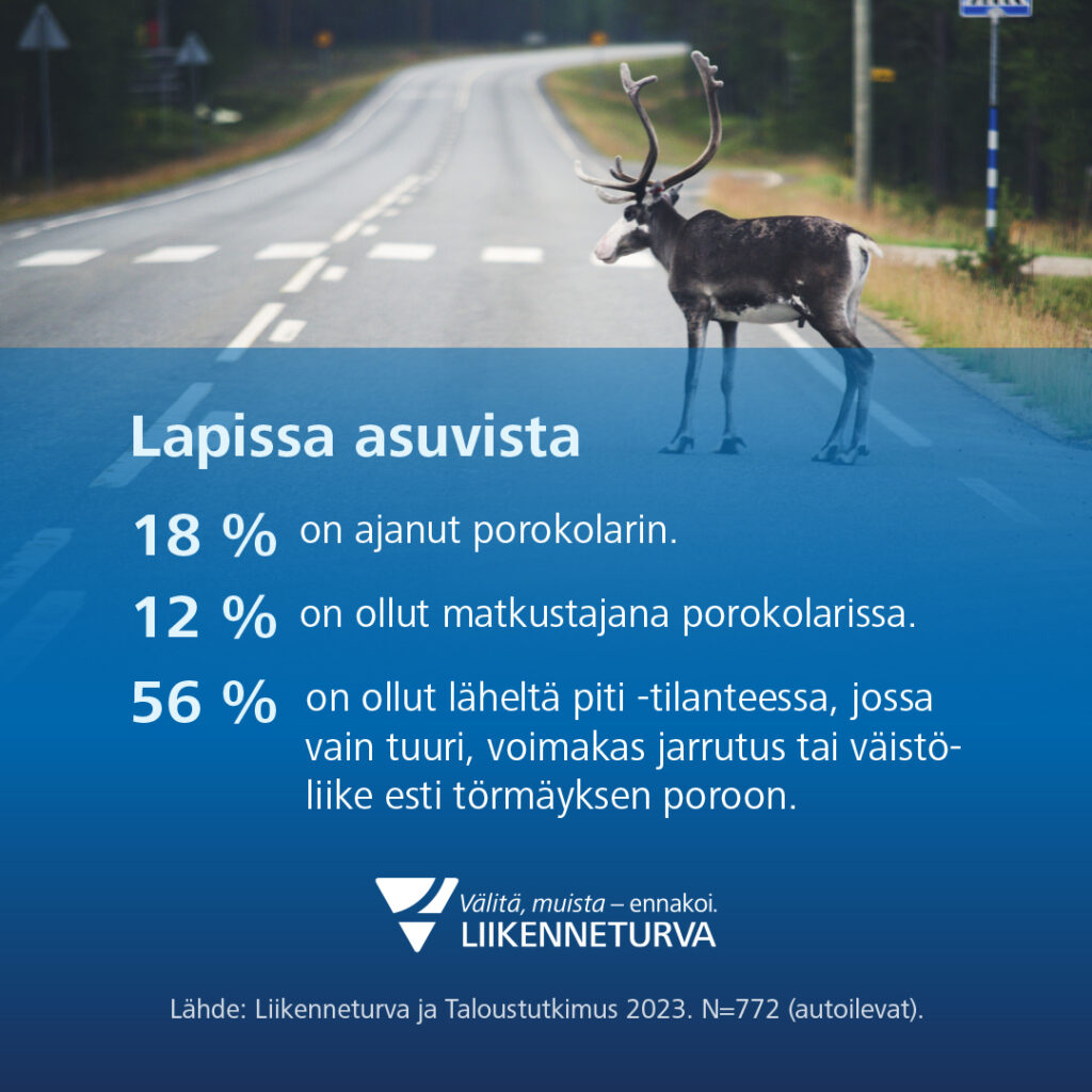 Kuva jossa poro tiellä ja teksti Liikenneturvan kyselytuloksista: joka viides lappilainen on ajanut porokolarin, kymmenesosa on ollut tilanteessa kyydissä ja yli puolet on ollut läheltä piti tilanteessa.